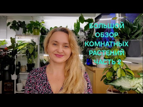 Видео: 🍀БОЛЬШОЙ ОБЗОР КОМНАТНЫХ РАСТЕНИЙ ЧАСТЬ 2🍀