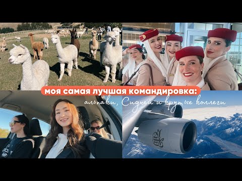 Видео: самая длинная командировка в Эмирейтс: Сидней, альпаки в Новой Зеландии и дальняя дорога