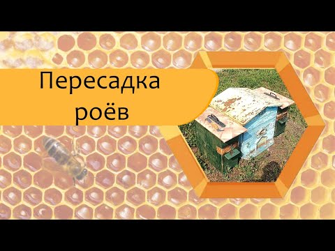 Видео: Пересадка пойманных роёв