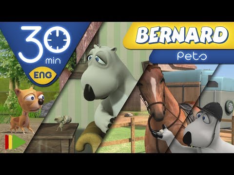 Видео: БЕРНАРД: Домашние питомцы | 30 минут