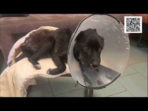 Видео: Когда ВСЁ В КУЧУ! У Оливии пироплазмоз!