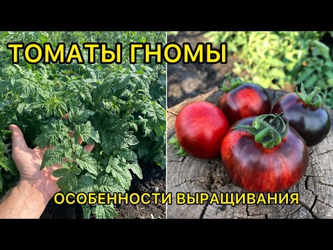 Видео: ГНОМЫ ТОМАТНЫЕ - преимущества и недостатки популярной серии сортов.
