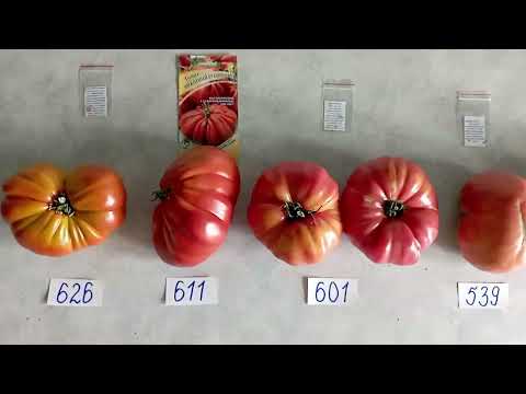 Видео: Самые крупные помидоры 2025