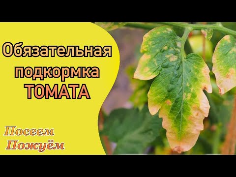 Видео: Желтеют листья томата? Срочно подкормите. Посеем Пожуем