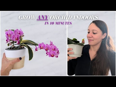 Видео: Дайте мне 10 минут, и я покажу вам, как вырастить любую орхидею в помещении 🌸