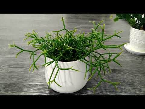 Видео: Рипсалис. Хатиора. Лесные кактусы