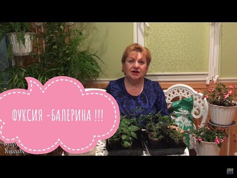 Видео: Фуксия. Все важные советы о ней.