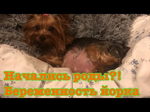 Видео: VLOG : все началось 😱!? 60 день беременности йорка