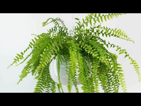 Видео: Пересадка Папоротника перевалкой на фитиль | Папоротник Нефролепис Экзальтата от 16.09.20