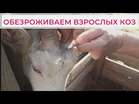 Видео: Надеваем резинки козам на рога. Как обезрожить козу. 12 января 2022 г.