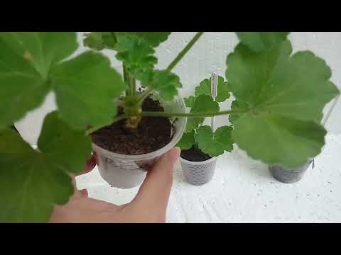 Видео: Правильный полив пеларгоний в жару - гарантия от черной ножки и загнивания корней.