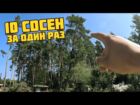 Видео: Большой заказ: как мы спилили 10 сосен одним разом!