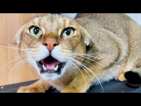 Видео: Какие же отношения у чаузи Астрид и папы на самом деле? 🙀