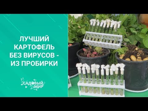 Видео: Лучший семенной картофель без вирусов - из пробирки