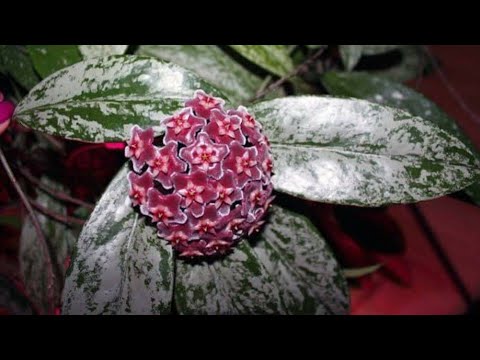 Видео: Как поживает моя Hoya pubicalyx splash leaves.2024год.🌿🌿🌿
