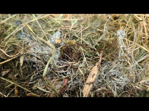 Видео: ПЛОДОРОДНАЯ ПОЧВА