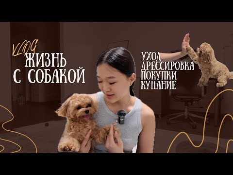 Видео: Большой Влог: жизнь с собакой, учим команды, дрессировка, уход за мальтипу