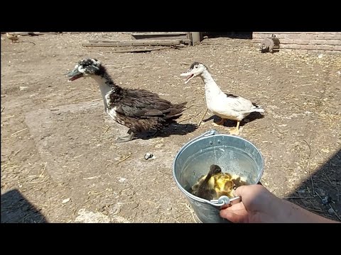 Видео: 3 утки вывели 6 утят!!! И кому их отдать??