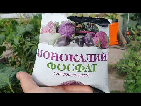 Видео: 165. Лук чеснок на хранение. Монофосфат калия для винограда.