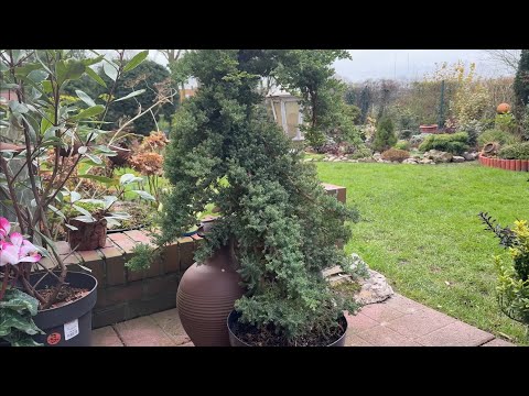 Видео: Новые растения для моего сада 🌳 Высаживаю в декабре 🌳