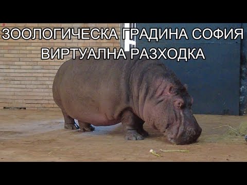 Видео: ЗООЛОГИЧЕСКА ГРАДИНА СОФИЯ.ВИРТУАЛНА РАЗХОДКА ЗОО ПАРК СОФИЯ.ZOO SOFIA.СЪБОТА ТОЧНО В СЕДЕМ.#7