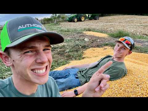 Видео: Урожай кукурузы 2025 года — это уже «БЕСПОРЯДОК»