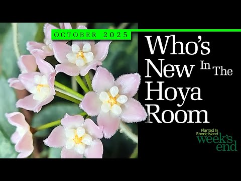 Видео: 🌿КТО НОВЕНЬКИЙ В КОМНАТЕ ХОЙИ | Новые хойи и дисхидии в коллекции🌿