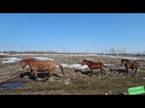 Видео: Весна Перегон табуна на дальнее пастбище.