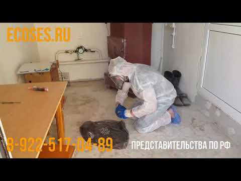 Видео: Обработка от короеда дома методом фумигации!