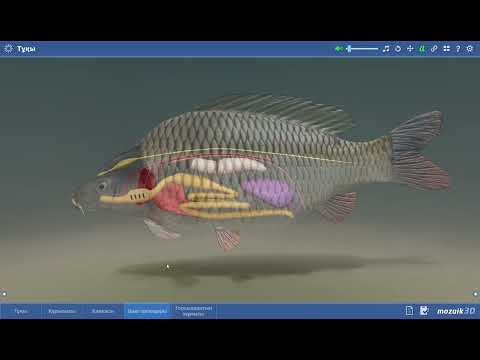 Видео: ҰБТ Балықтар