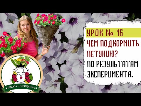 Видео: ЧЕМ ПОДКОРМИТЬ ПЕТУНИЮ? РЕЗУЛЬТАТЫ ЭКСПЕРИМЕНТА. ДОБИВАЕМСЯ ПЫШНОГО ЦВЕТЕНИЯ