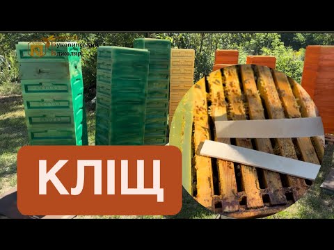 Видео: Осінь 2024 із великою кількістю ‼️КЛІЩА‼️