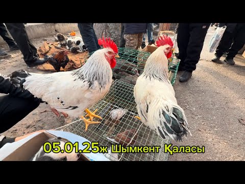 Видео: Шымкент Тауық базары