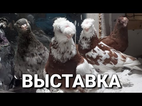 Видео: Выставка Бишкек Кыргызстан. Двухчубые голуби. Tauben. Pigeons. Palomas. Pombos. 비둘기. کبوترها