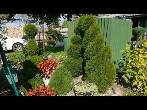 Видео: В гостях у ландшафтного дизайнера и садового парикмахера.