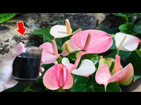 Видео: Просто налейте 1 стакан! Даже самый слабый антуриум немедленно зацветет!