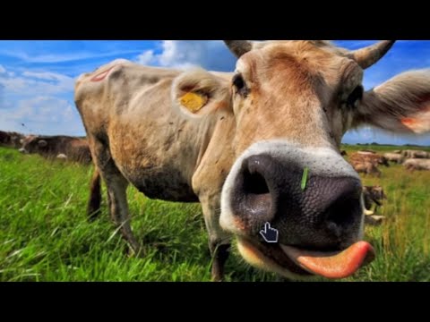 Видео: мимикрия впереди