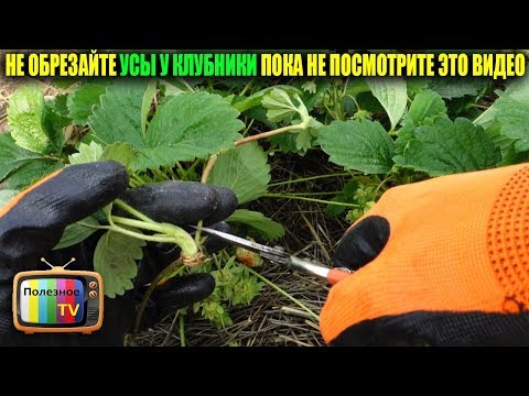 Видео: НЕ ОБРЕЗАЙТЕ УСЫ У КЛУБНИКИ ПОКА НЕ ПОСМОТРИТЕ ЭТО ВИДЕО