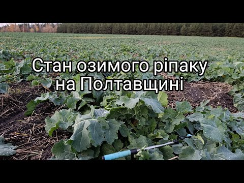 Видео: Стан ріпака озимого на Полтавщині