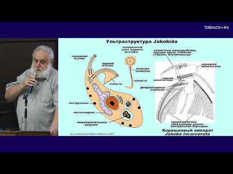 Видео: Малахов В.В. - Зоология беспозвоночных - 2. "Надцарство" Excavata
