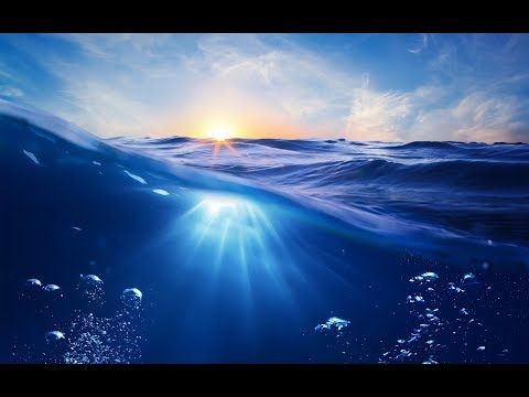 Видео: Где ни была бы пища там обитает То [Н. Махарадж]