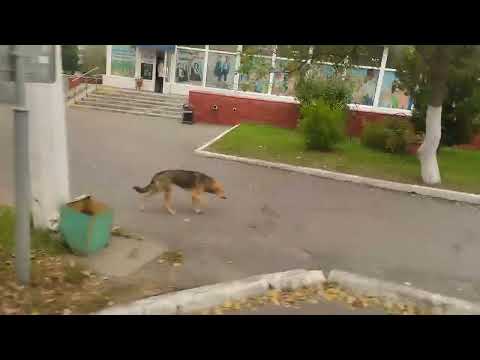 Видео: Маршрут №16 Мозырь