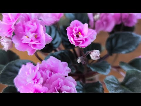 Видео: Фиалки с цветами формы розочка 🌹🌹🌹