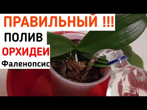 Видео: Как ПРАВИЛЬНО поливать ОРХИДЕИ | ПРАВИЛЬНЫЙ полив ОРХИДЕИ | как правильно полить орхидею | орхидея