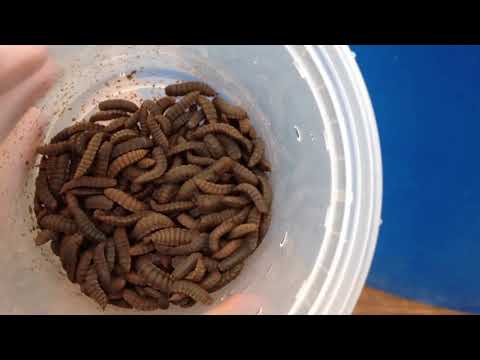 Видео: Новый корм для рыбы - личинки мухи Черная львинка