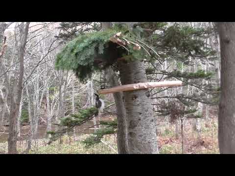 Видео: Капкан на соболя под навесом, осинник в разрезе 2022 г.