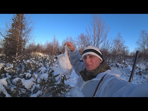Видео: Охота на куропатку в Ненецкой тундре. Охота зимой.