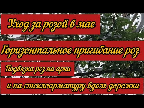 Видео: Уход за розой в мае. Пригибание и подвязка роз к аркам и вдоль дорожек используя стеклоарматуру.