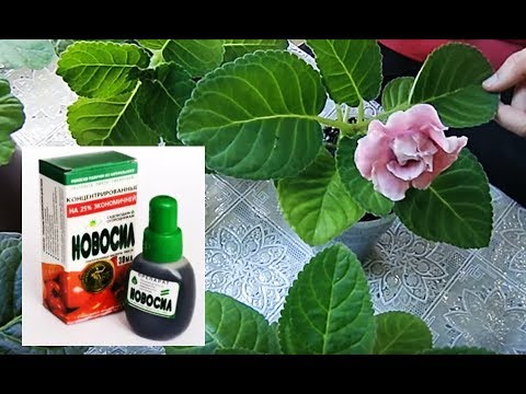 Видео: 🌼НОВОСИЛ ДЛЯ ЦВЕТОВ !!! СУПЕР-ЭФФЕКТ !!! Идеальные растения🌼 🌱