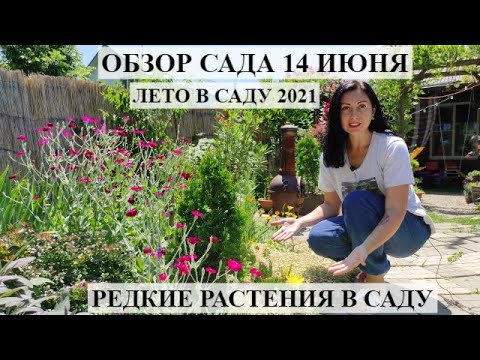 Видео: Обзор сада 14 июня | Цветущий сад летом | что цветет летом | ОТВЕЧАЮ НА ВОПРОСЫ | ЛЕТО В САДУ 2021